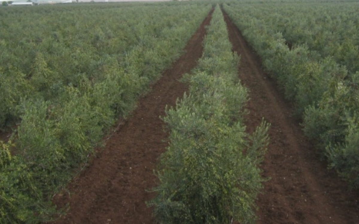 Finca olivar superintensivo riego 40 hectáreas CORDOBA