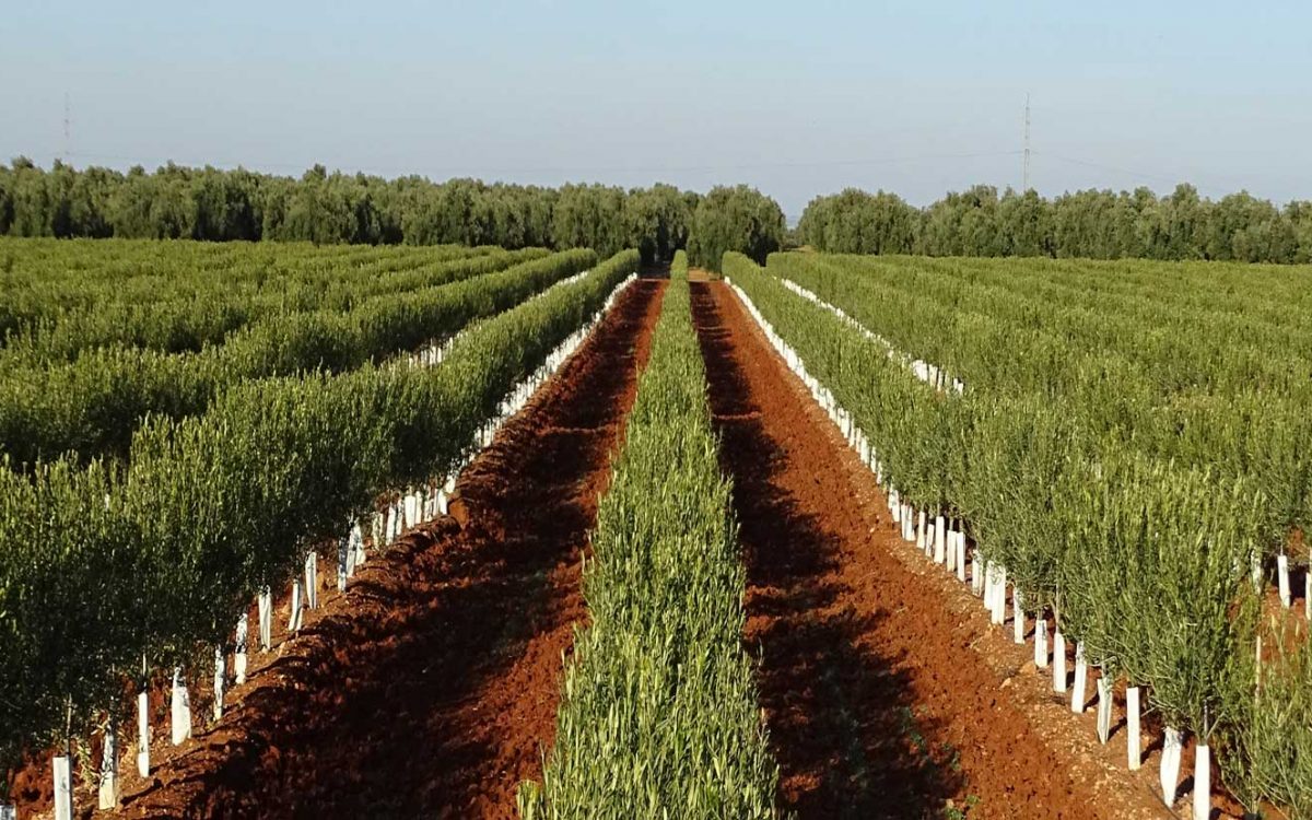 Finca olivar superintensivo SEVILLA
