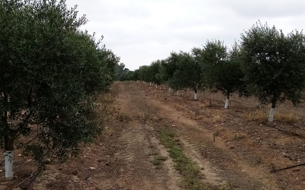 Las ventajas de comprar una finca rústica en Sevilla o Córdoba