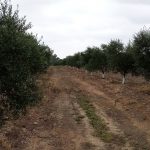 finca rustica