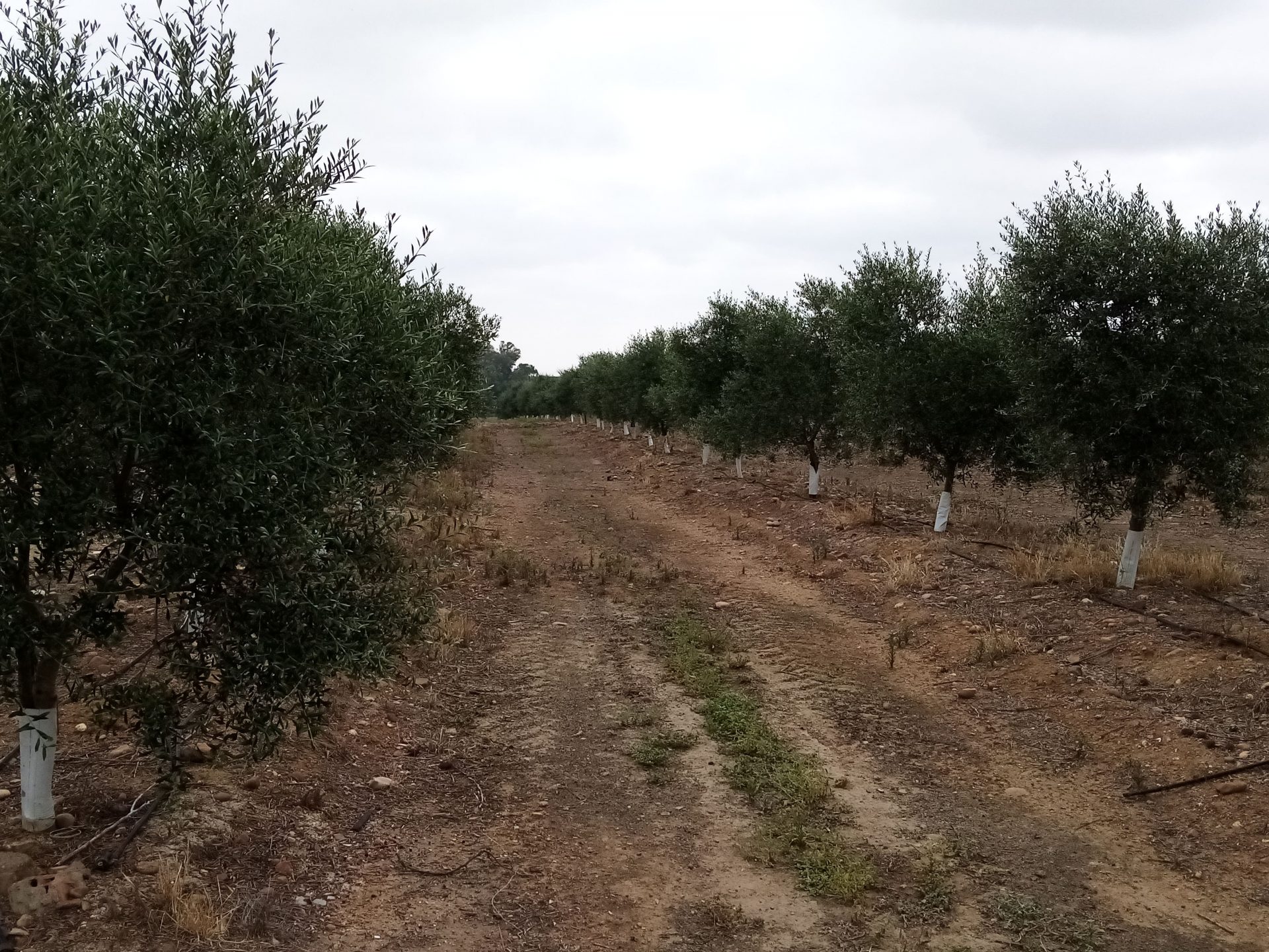 finca rustica