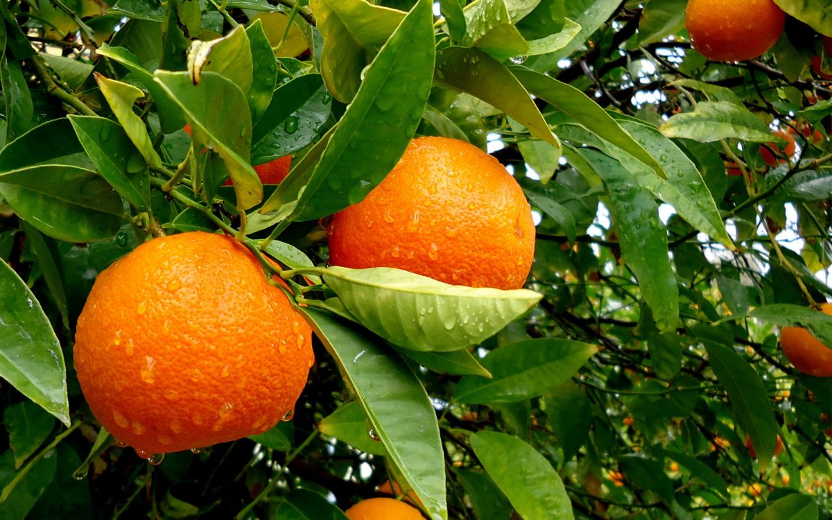Finca 63has naranjos y labor regadio SEVILLA