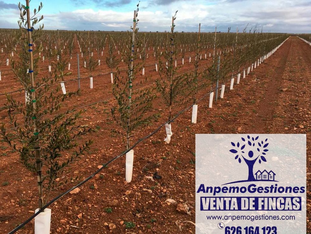 Finca 6has olivar superintensivo PALMA DEL RIO