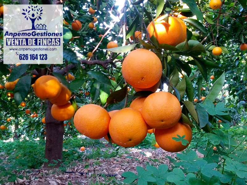 fincas rústicas en venta