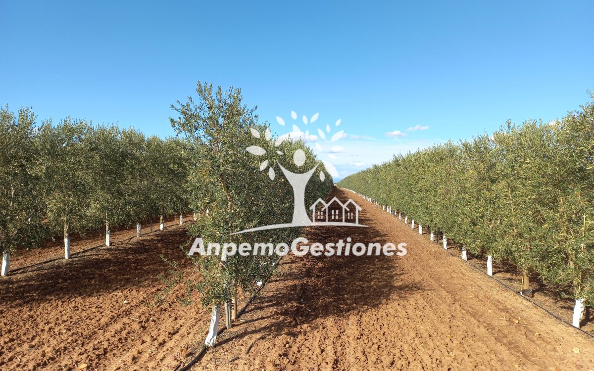40 has olivar superintensivo, cortijo, PALMA DEL RIO
